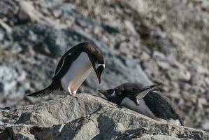 gentoo pinguïn, op een antarctisch strand, neko haven, antarctica foto