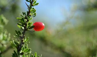 rood wild fruit, in Patagonië Woud, Argentinië foto