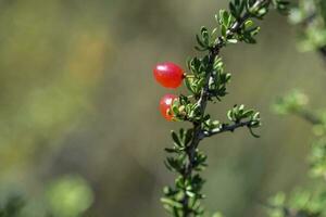 rood wild fruit, in Patagonië Woud, Argentinië foto