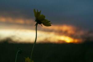 wild bloemen in semi woestijnachtig omgeving, calden Woud, la pampa Argentinië foto