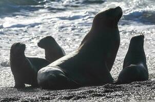 moeder en baby zee leeuwen, schiereiland valdes, erfgoed plaats, Patagonië, Argentinië foto