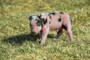 big pasgeboren baby, in boerderij landschap. foto