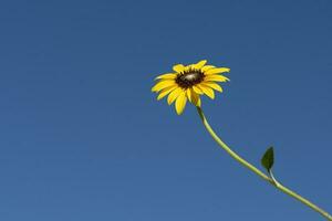 wild bloemen in semi woestijnachtig omgeving, calden Woud, la pampa Argentinië foto