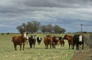 vee en kalf zuigen, Argentijns platteland, la pampa provincie, Argentinië. foto