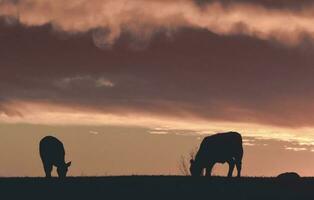 ossen gevoed met natuurlijk gras, pampa, Argentinië foto