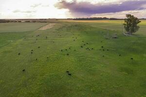 vee verhogen in pampa platteland, la pampa provincie, Argentinië. foto