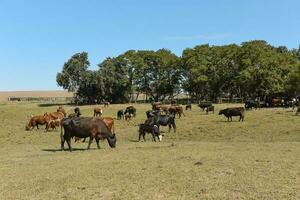kudde van koeien in pampa platteland, la pampa, provincie, Patagonië, Argentinië. foto