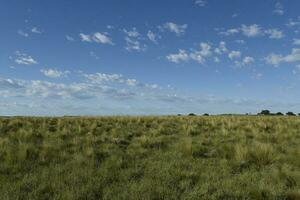 pampa gras landschap, la pampa provincie, Patagonië, Argentinië. foto