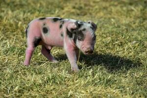 big pasgeboren baby, in boerderij landschap. foto