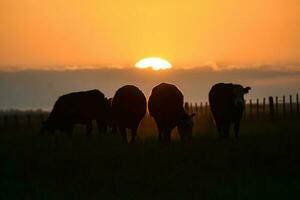 koeien silhouetten grazen, la pampa, Patagonië, Argentinië. foto