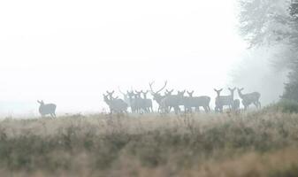 rood hert in de mist, Argentinië, parque luro natuur reserveren foto