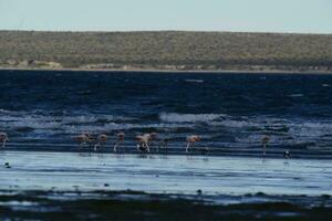 flamingo's in zeegezicht, Patagonië, Argentinië foto