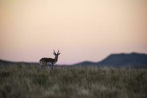 Blackbuck antilope in pampa duidelijk omgeving, la pampa provincie, Argentinië foto