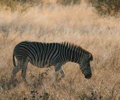 kudde van zebra's in de Afrikaanse savanne foto