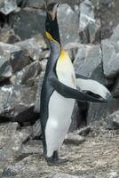 keizer pinguïn, aptenodyten forsteri, in haven slotroy, goudier eiland, Antarctica. foto