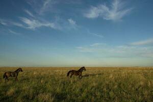 paarden in de Argentijns platteland, la pampa provincie, Patagonië, Argentinië. foto