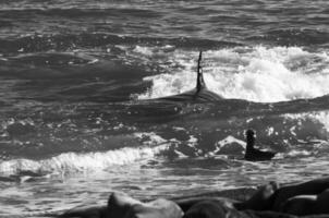 moordenaar walvis jacht- zee leeuwen Aan de paragonisch kust, Patagonië, Argentinië foto