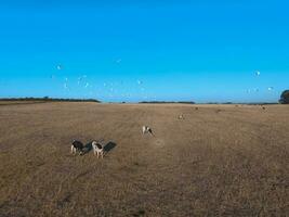 ossen gevoed met natuurlijk gras, pampa, Argentinië foto