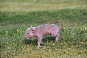 big pasgeboren baby, in boerderij landschap. foto