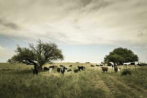 ossen gevoed Aan weiland, la pampa, Argentinië foto