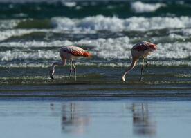 flamingo's in zeegezicht, Patagonië, Argentinië foto