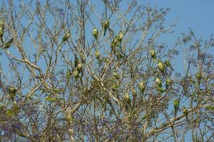 parkiet, voeren Aan wild fruit, la pampa, Patagonië, Argentinië foto