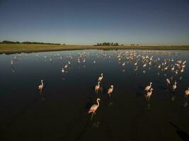 flamingo's kudde in een lagune leefgebied, Patagonië, Argentinië foto