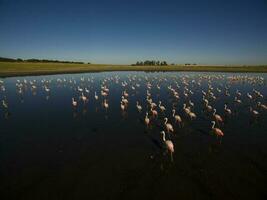 flamingo's in Patagonië , antenne visie foto