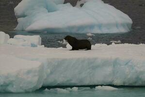 zegel Aan een ijsberg, in een bevroren landschap in antarctica foto