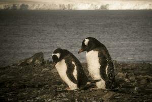 gentoo pinguïn, antartica foto