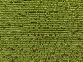 zonnebloem teelt, antenne visie, in pampa regio, Argentinië foto