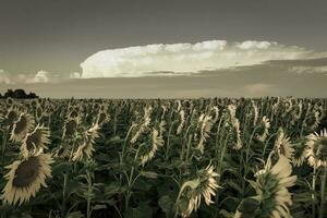 zonnebloem , pampa , Argentinië foto