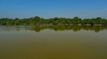 pantanal Woud ecosysteem, mato grof, Brazilië foto