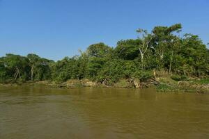 pantanal Woud ecosysteem, mato grof, Brazilië foto