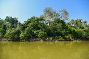 pantanal ecosysteem, mato grof, Brazilië foto