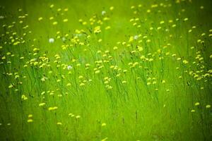 zomer bloemen in Patagonië , Argentinië foto