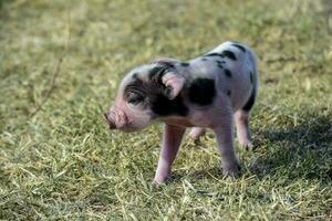 big pasgeboren baby, in boerderij landschap. foto