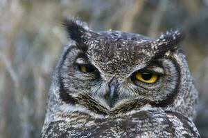 Super goed gehoornd uil, bubo virginianus nacurutu, schiereiland valdes, Patagonië, Argentinië. foto