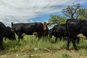 ossen gevoed met natuurlijk gras, pampa, Argentinië foto