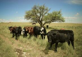 ossen gevoed met natuurlijk gras, pampa, Argentinië foto