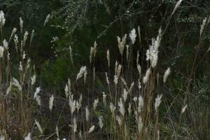 wild bloemen in semi woestijnachtig omgeving, calden Woud, la pampa Argentinië foto