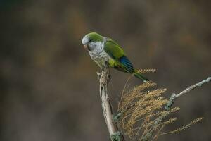 parkiet, voeren Aan wild fruit, la pampa, Patagonië, Argentinië foto