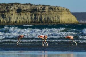 flamingo's kudde, Patagonië, Argentinië foto