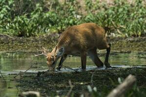 moeras hert, pantanal Brazilië foto