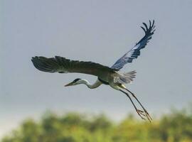 wit nek reiger, pantanal , Brazilië foto