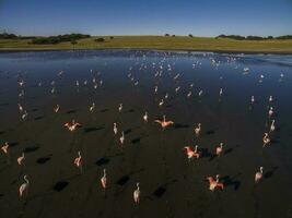 flamingo's kudde, Patagonië, Argentinië foto