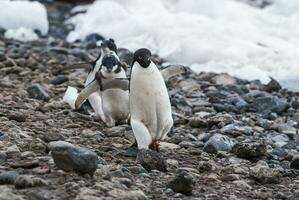 adélie pinguïn, antartica foto