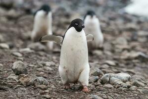 adélie pinguïn, antartica foto