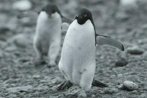 adélie pinguïn, antartica foto