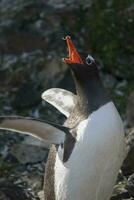 gentoo pinguïn, antartica foto